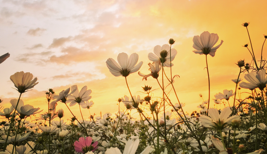 Flowers in the Spring